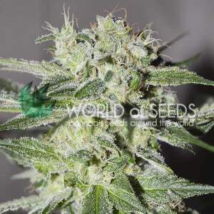 World Of Seeds Pakistan Valley (Pure Origin Collection) 3...