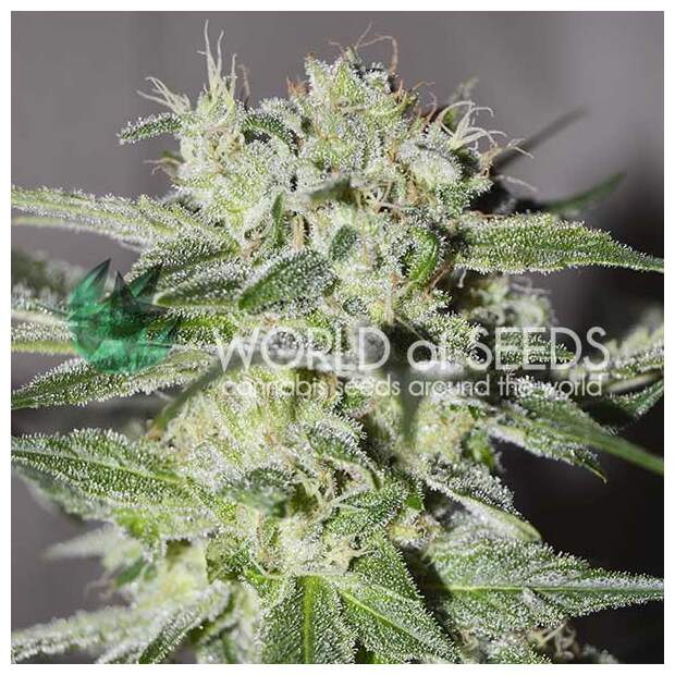 World Of Seeds Pakistan Valley (Pure Origin Collection) 7 pcs feminised