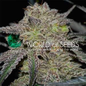 World Of Seeds Tonic Ryder (CBD Collection) 3 pcs feminised