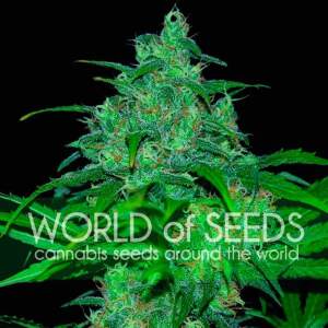 World Of Seeds Wild Thailand (Pure Origin Collection) 3...