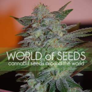 World Of Seeds Yumbolt 47 (Legend Collection) 3 pcs...