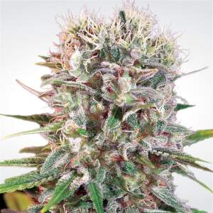 Paradise Seeds Wappa 10 Stk feminisiert