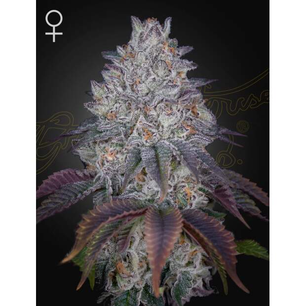 Green House Seeds Kings Tart