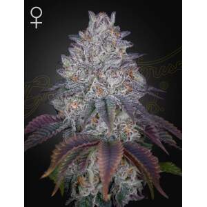 Green House Seeds Kings Tart