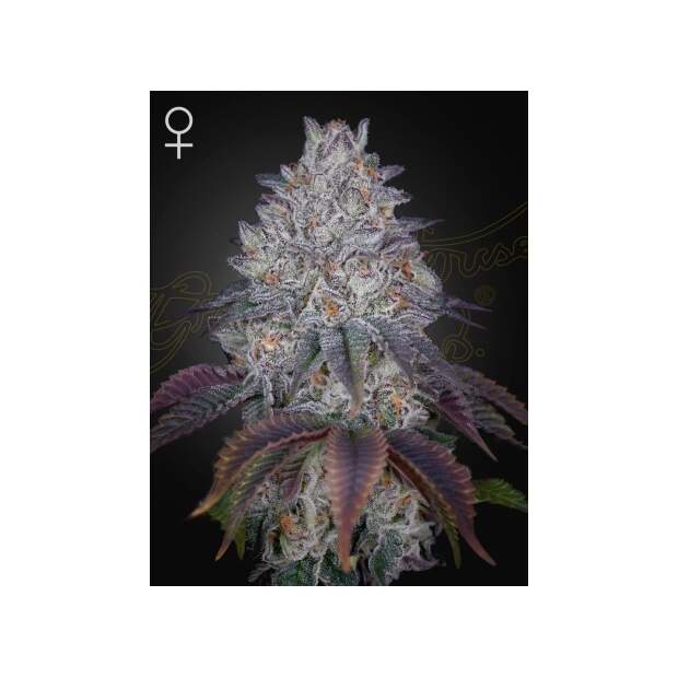 Green House Seeds Kings Tart 3 pcs feminised
