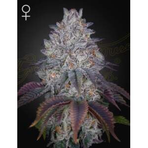 Green House Seeds Kings Tart 10 pcs feminised
