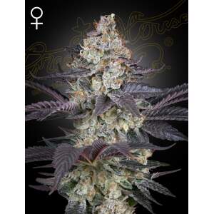 Green House Seeds Ztrawberry 3 Stk feminisiert