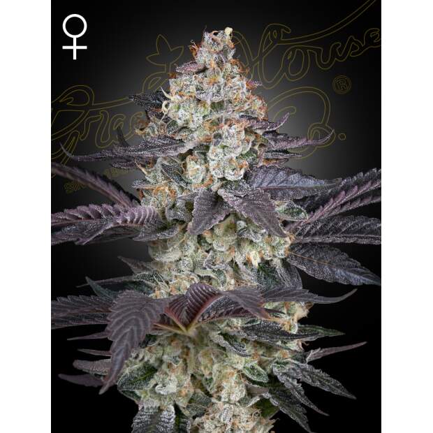 Green House Seeds Ztrawberry 5 pcs feminised