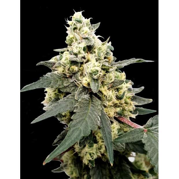 Paradise Seeds Lemonade Auto