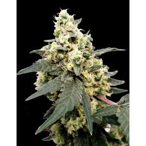 Paradise Seeds Lemonade Auto