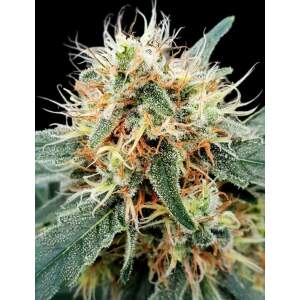 Paradise Seeds Stromboli Auto 10 Stk feminisiert