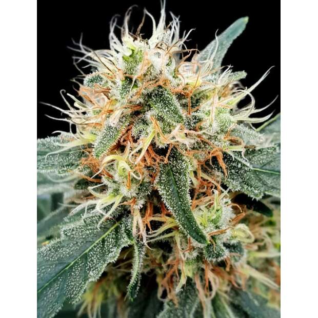 Paradise Seeds Stromboli Auto 3 Stk feminisiert