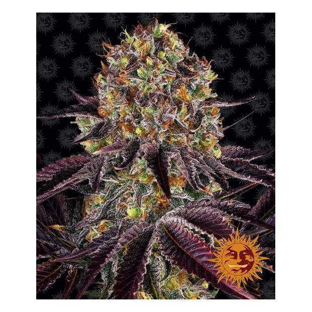 Barneys Farm Runtz X Layer Cake 3 Stk feminisiert