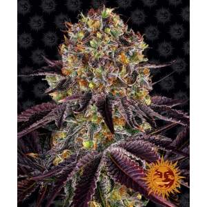 Barneys Farm Runtz X Layer Cake 5 Stk feminisiert