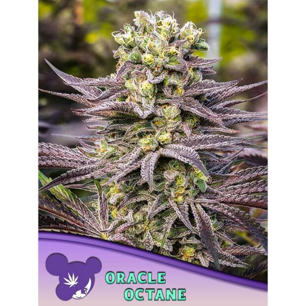 Anesia Seeds Oracle Octane 3 Stk feminisiert