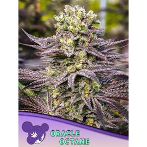 Anesia Seeds Oracle Octane 3 Stk feminisiert
