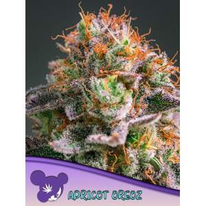 Anesia Seeds Apricot Oreoz 3 Stk feminisiert