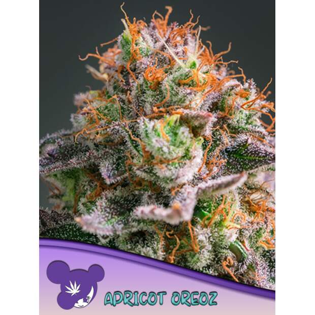 Anesia Seeds Apricot Oreoz 5 Stk feminisiert