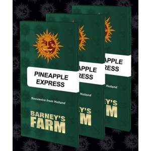 Barneys Farm Pineapple Express 3 pcs feminised