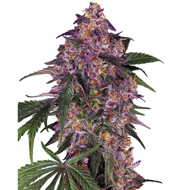 Sensi Seeds Sensi Purple Kush 3 pcs feminised