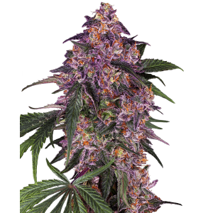 Sensi Seeds Sensi Purple Kush 3 pcs feminised