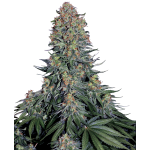 Sensi Seeds Blue Skunk