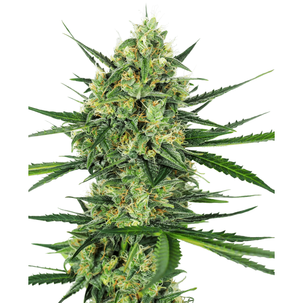 Sensi Seeds Tangerine Sugar 5 Stk feminisiert