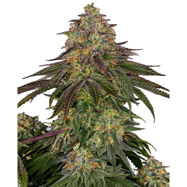 Sensi Seeds Sweet Cherry Kush