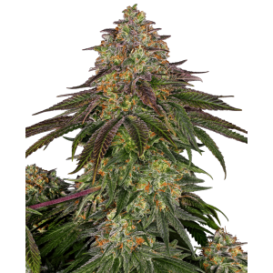 Sensi Seeds Sweet Cherry Kush 3 Stk feminisiert