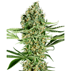 Sensi Seeds Research Critical Runtz