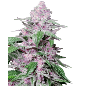 Sensi Seeds Research Purple Cookie Kush