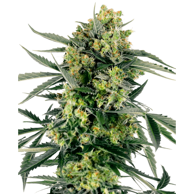 Sensi Seeds Research Blueberry Zkittlez Auto