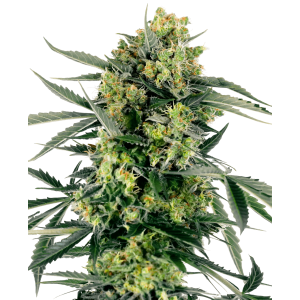 Sensi Seeds Research Blueberry Zkittlez Auto