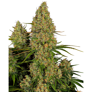 Sensi Seeds Research Sticky Orange XXL Auto