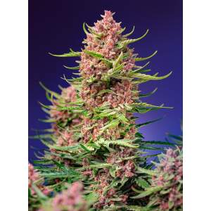 Sweet Seeds Strawberry Cola Sherbet F1 Fast Version 25...