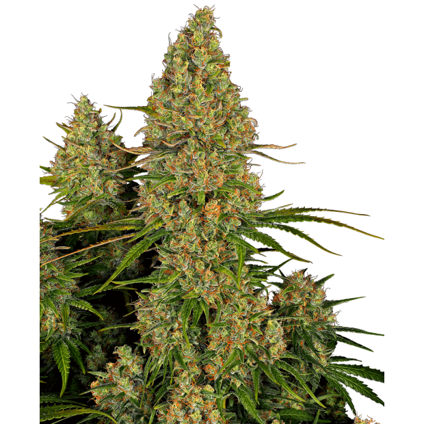 Sensi Seeds Research Sticky Orange XXL Auto 3 Stk feminisiert