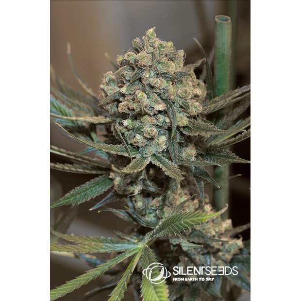 Silent Seeds Critical+ 2.0