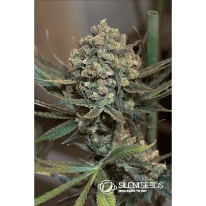 Silent Seeds Critical+ 2.0