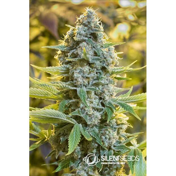 Silent Seeds Moby Dick