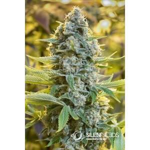 Anesia Seeds Blackberry Moonrocks