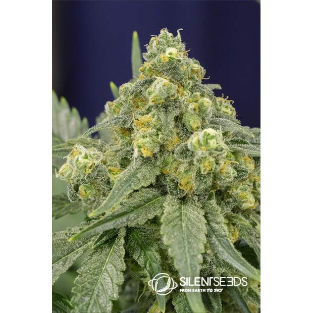 Silent Seeds White Widow