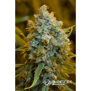 Anesia Seeds Blackberry Moonrocks