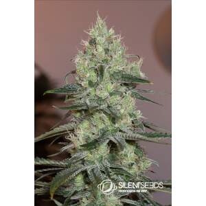 Anesia Seeds Blackberry Moonrocks