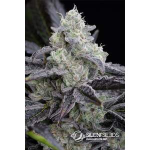 Anesia Seeds Blackberry Moonrocks