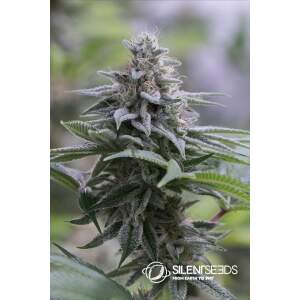 Anesia Seeds Blackberry Moonrocks