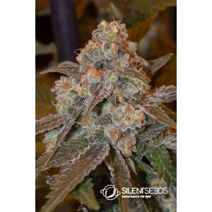 Anesia Seeds Blackberry Moonrocks