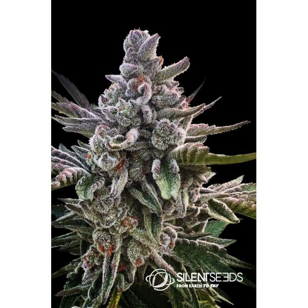 Anesia Seeds Blackberry Moonrocks
