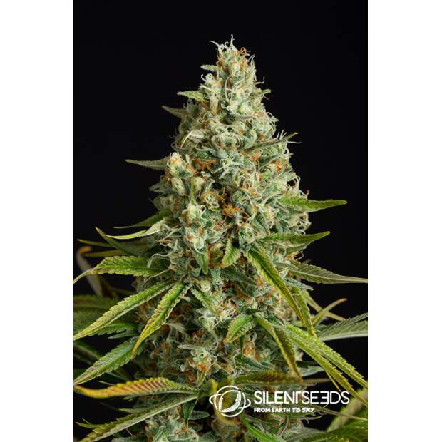 Anesia Seeds Blackberry Moonrocks