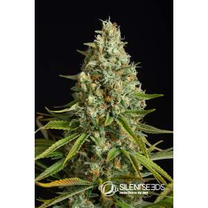 Anesia Seeds Blackberry Moonrocks
