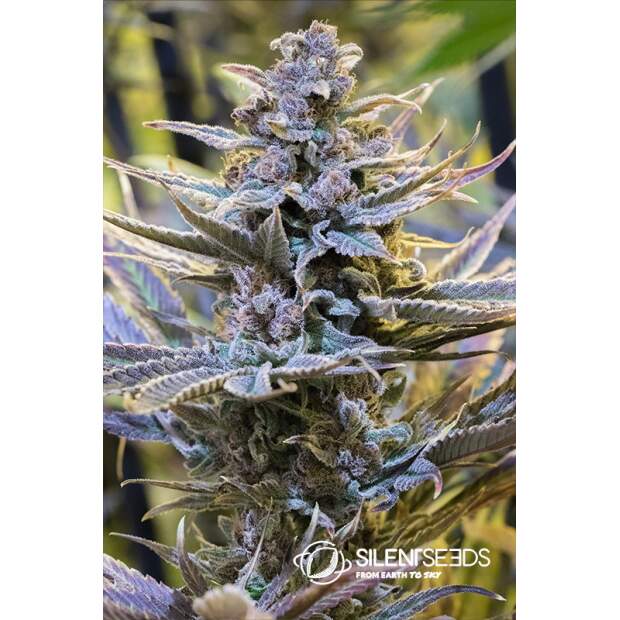 Anesia Seeds Blackberry Moonrocks